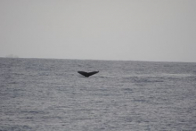 Humpback Whale Tail