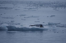 Leopard Seal