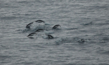 penguins in the Lemaire Strait