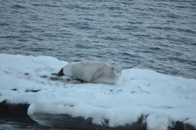 Crab Eater Seal in Lamaire Channel