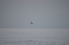 Arctic Tern in Antarctic