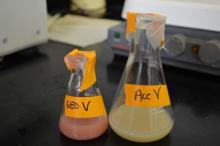 Ventricle cell suspensions of icefish