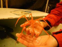 Sea Spider