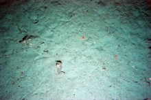 Sea Floor in Flanders Bay, Antarctica