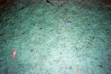 Sea Floor in Flanders Bay, Antarctica