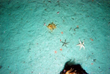 Sea Floor in Flanders Bay, Antarctica