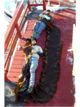 Giant Seaweed in Western Peninsula, Antarctica