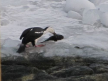 Cormorant feasting on breakfast from the sea