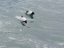 Commerson's Dolphins following our ship