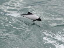 Commerson's Dolphin