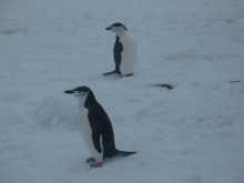 Chinstrap Penguins. Picture taken by Qian Wu