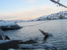 Swimming in Antarctica