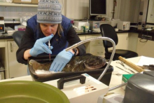 Taking a blood sample from a Notothenia coriiceps