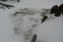 Hair Grass, Humble Island, Antarctica