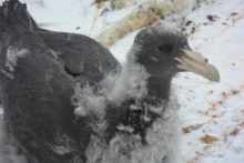 Baby Giant Petrel, Humble Island, Antarctica