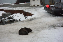 Fur Seal on Palmer Station, Antarctica