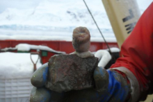 Tunicate on rock