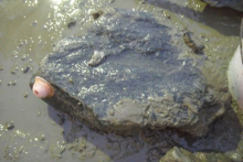 Tunicate on rock