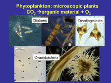 Microbes in the Ocean