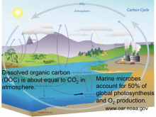 Carbon Cycle