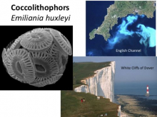 Microbe Coccolithophor