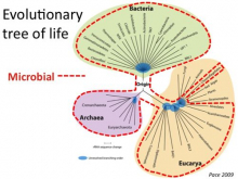 Evolutionary Tree