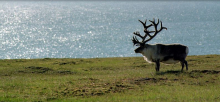 Svalbard reindeer, the smallest subspecies of reindeer