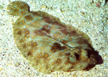 Look at the weird eyes on that flounder!  Photo courtesy of Maui Ocean Center.