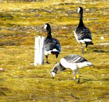 Just yesterday!  The bird in the foreground is a gosling.