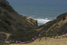 Torrey Pines State Reserve in Spring