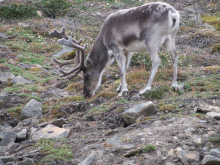 A Svalbard reindeer