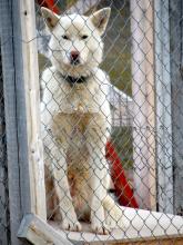 The kennel in Ny Alesund houses about a dozen dogs