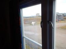 Polar bear outside the dorm!  Photo by Dr. Julie Brigham-Grette.