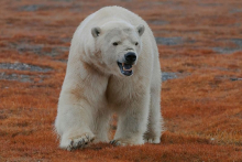 An angry polar bear