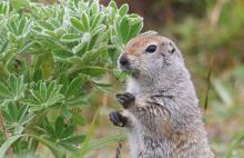 The Arctic Ground Squirrel.