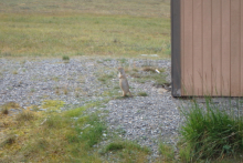 Arctic Ground Squirrel