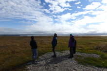 polar bear viewing