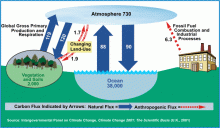 Carbon Cycle Diagram