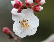 Apricot Bud