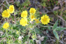 Tundra Flowers