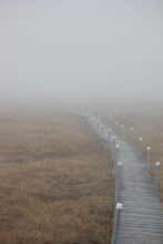 Foggy path