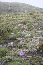 Tundra hillside