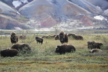 Musk ox 