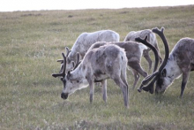 Caribou