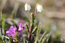 Tundra Flowers