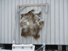 Musk ox hide