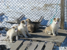 Sled dogs