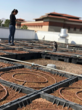 UTEP roof open garden