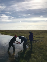 Collecting periphyton