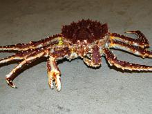 Red king crab